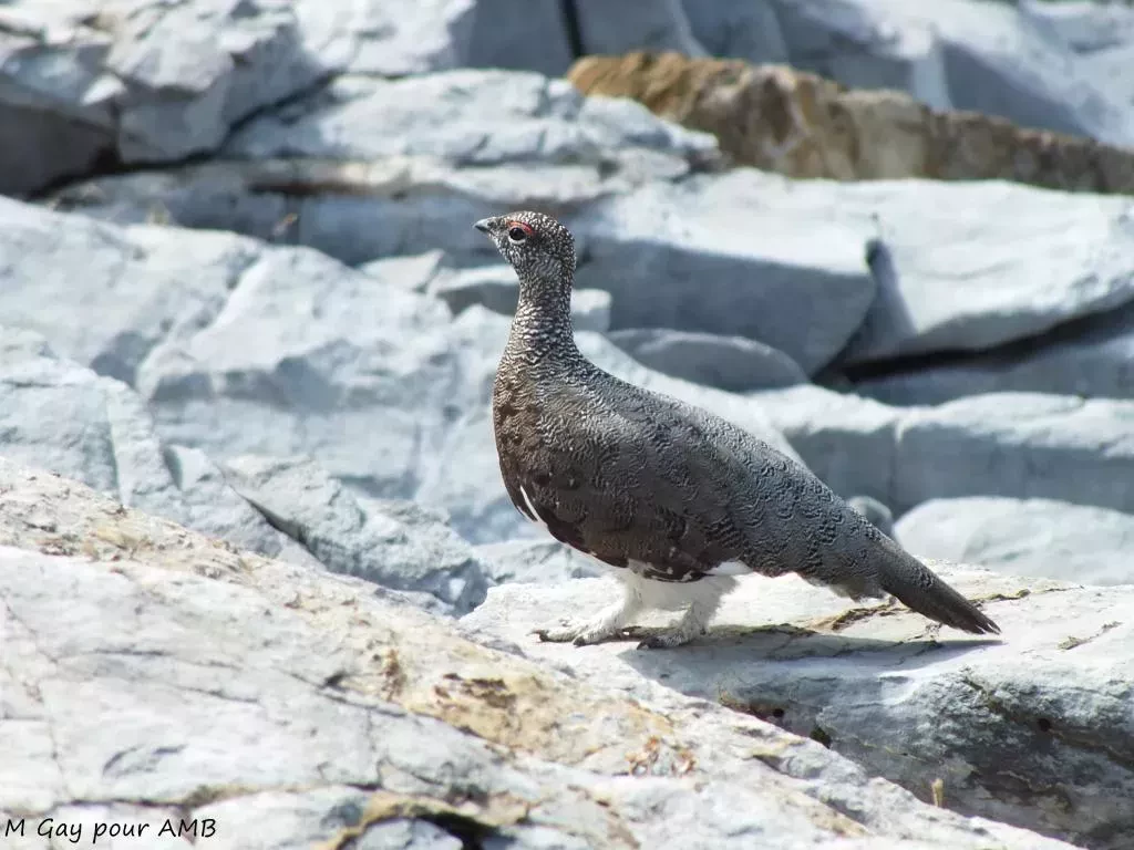 media-libraryjo7vp2nldolv5I4g4FB