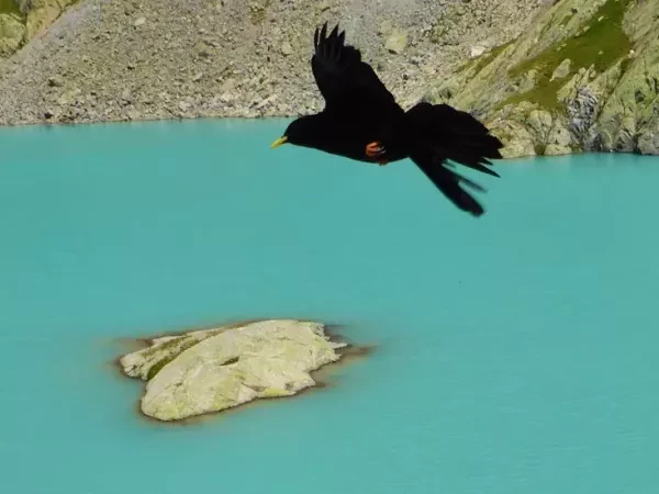 TOUR DU MONT BLANC Intégral en Liberté