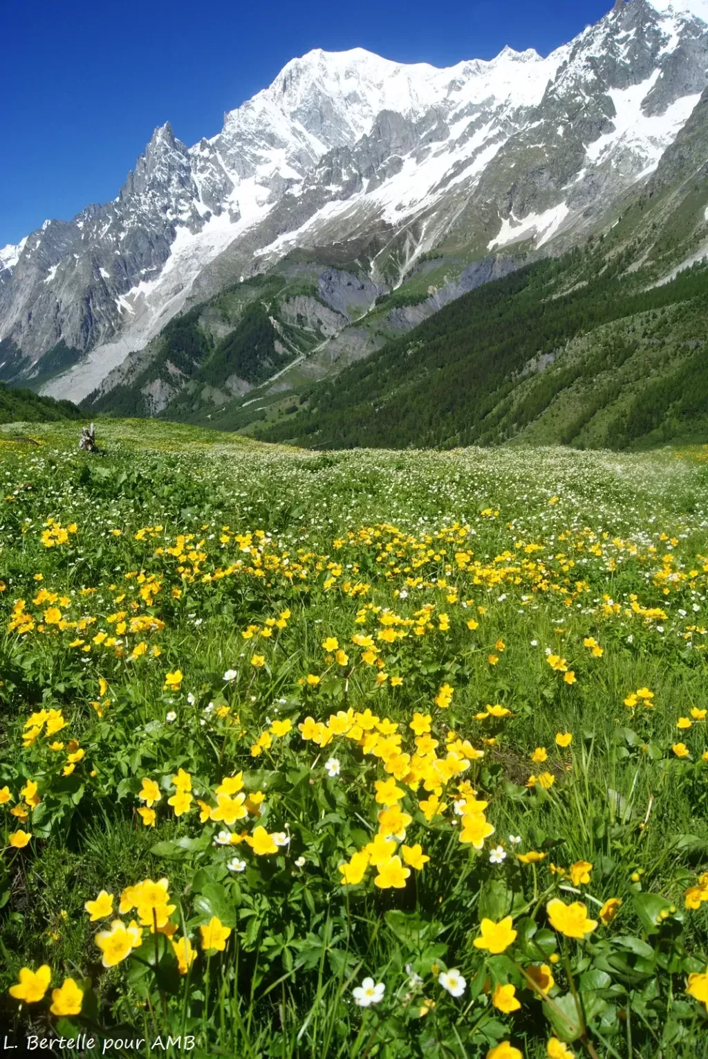 media-library450igqnc1200fRT1ruB