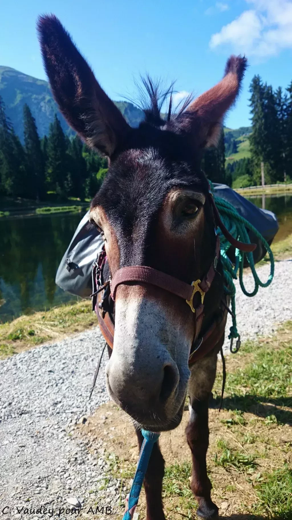 media-library5509gk890jea3ElriyF