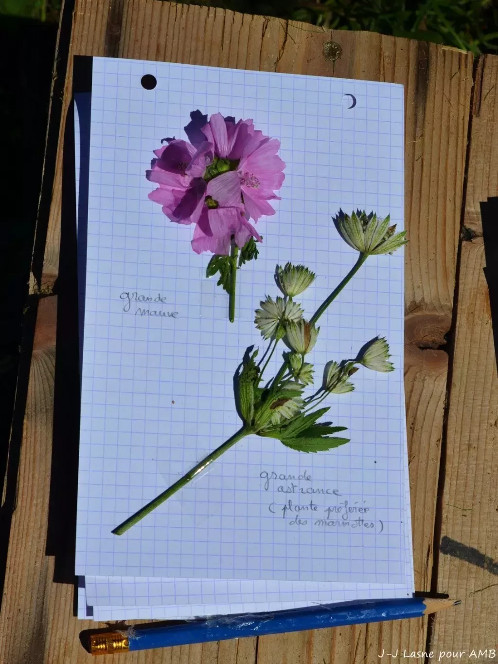 media-libraryr1os60ivl0oleVEuArF