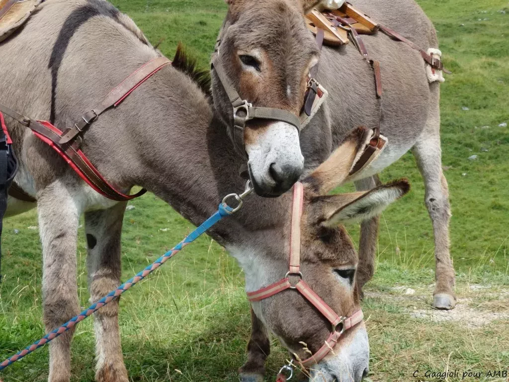 media-library7pev3c6rf5i02xx6gdE