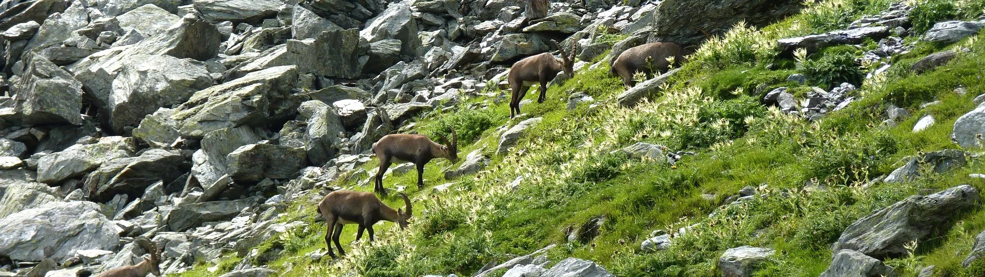 SUR LE CHEMIN DE CHAMONIX-ZERMATT 7J en Liberté 
