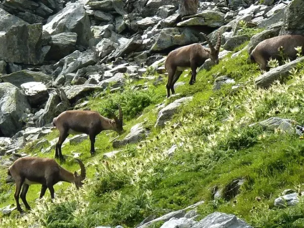 SUR LE CHEMIN DE CHAMONIX-ZERMATT 7J en Liberté 