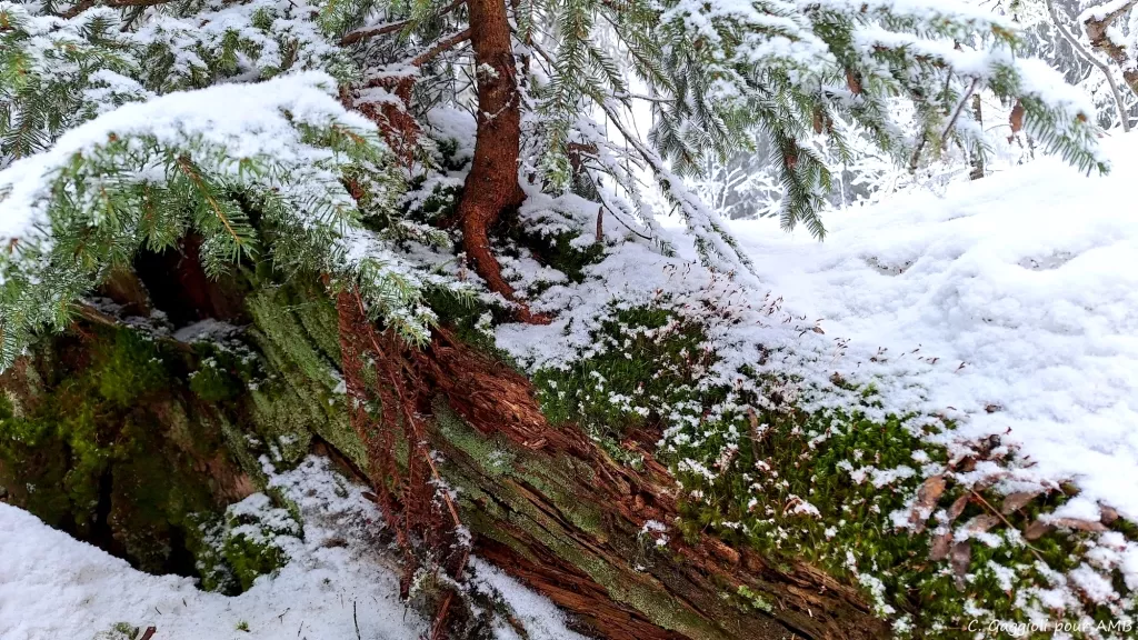 media-librarya99qfrkljhq948281eD