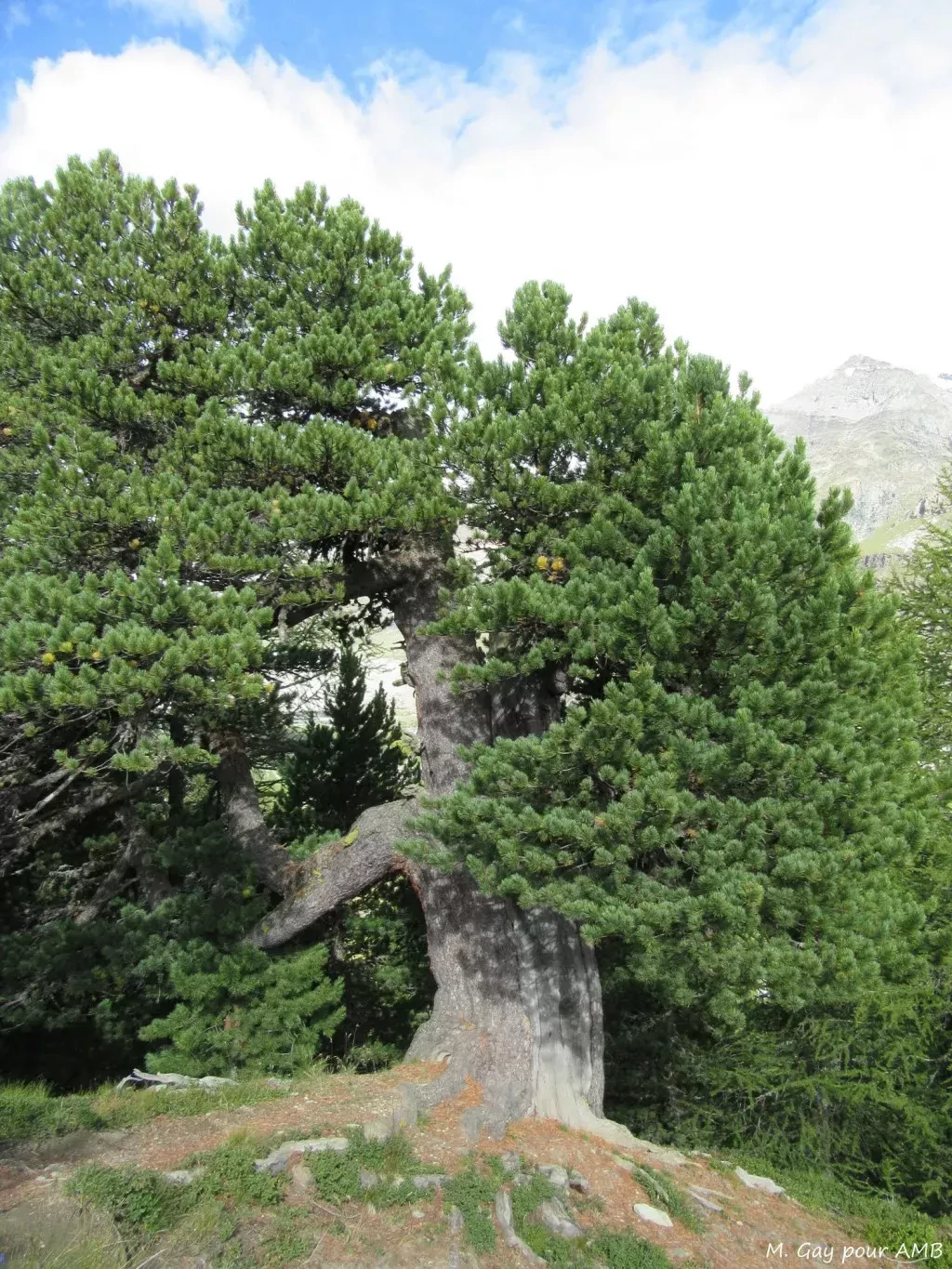 media-libraryn4htbicgg68lbmj4QCF