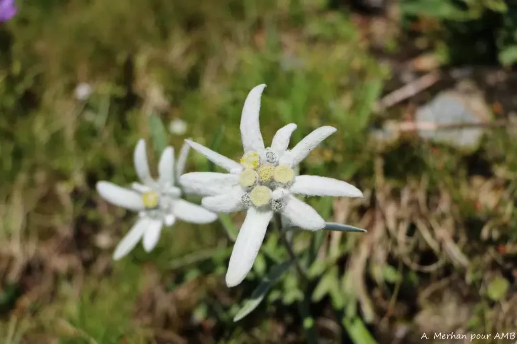 media-librarym2ka96ijc2r0at0ZleF