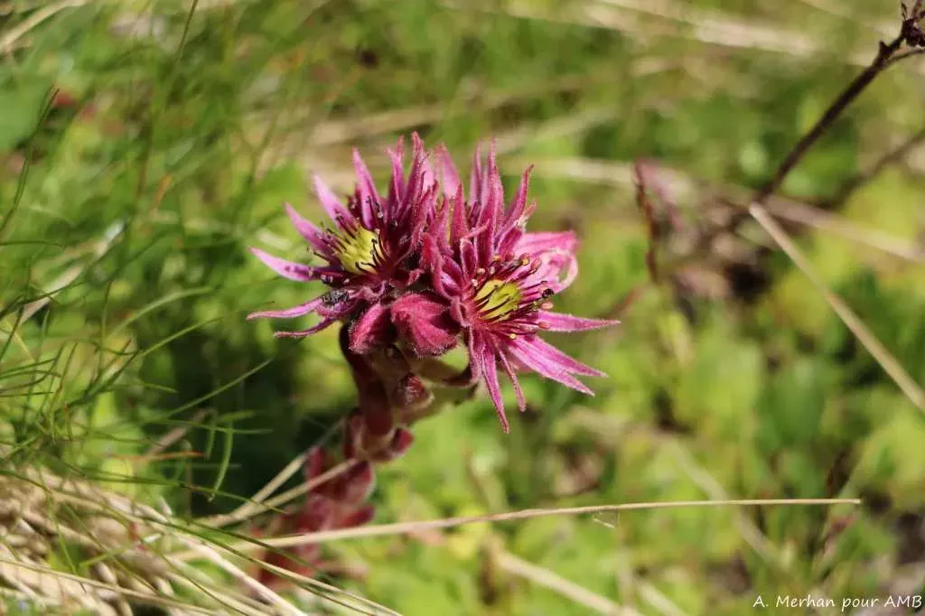 media-libraryf83c92psoj1u4pJoTeC