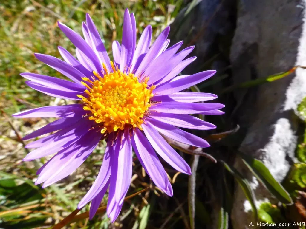 media-librarylngl9cm4qm6s349PNcE