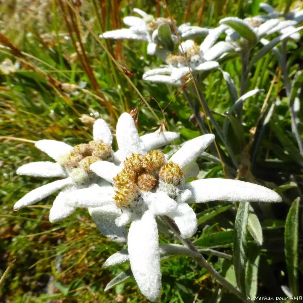 media-library5ec6ev2hpp1p6DJpFUB