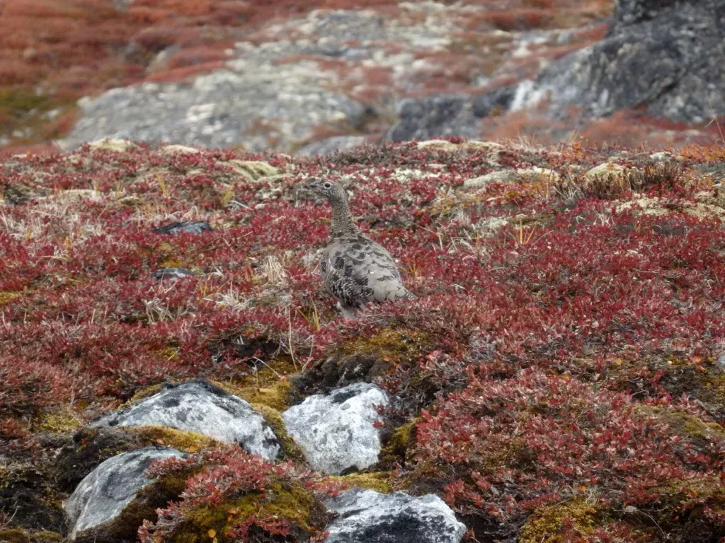 media-libraryktpm57j2rp3sc8aUXVU