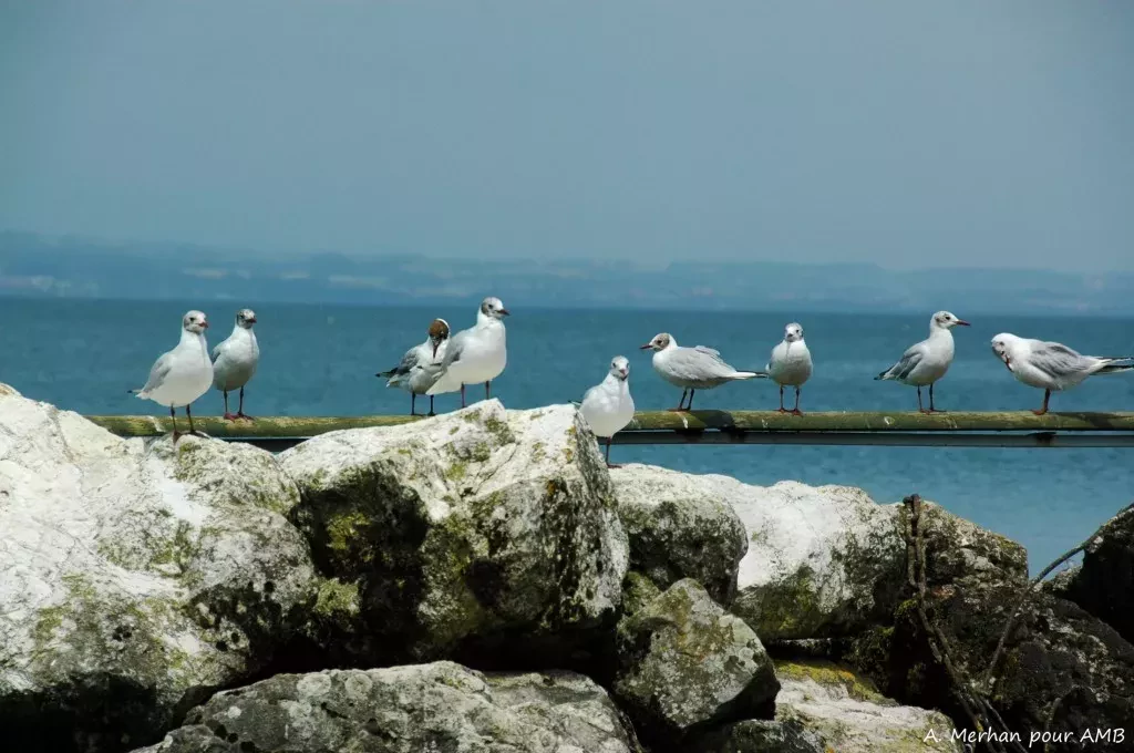 media-library9ng47rk4apbt0jxixlU