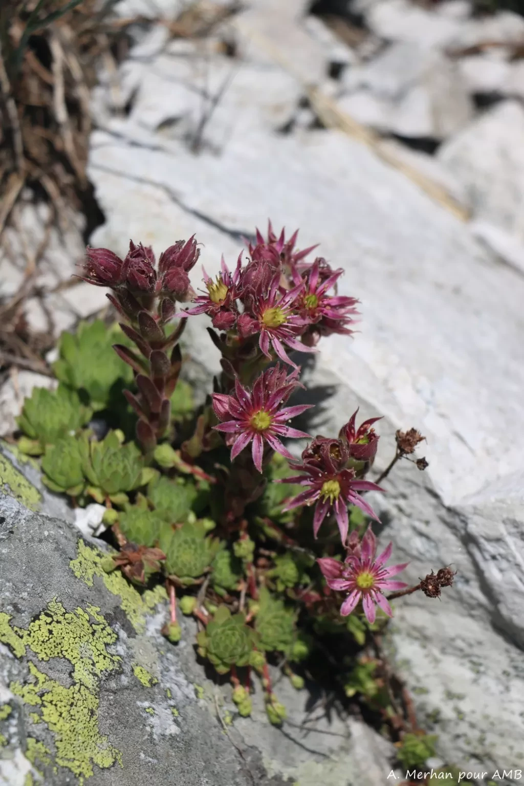 media-libraryi0u75u9klvtk6McpHmV