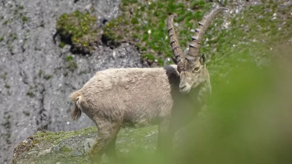 media-librarys1aeheukgv8q7CmsXlT