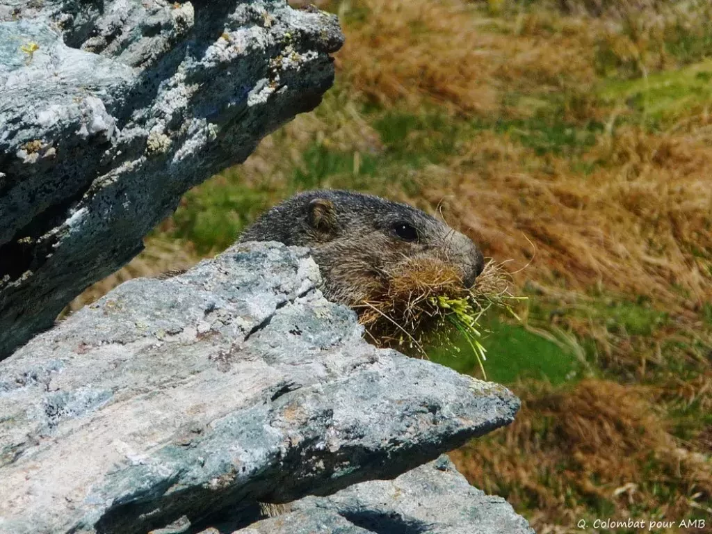 media-library9nqeitq9hpnv4HuxetT