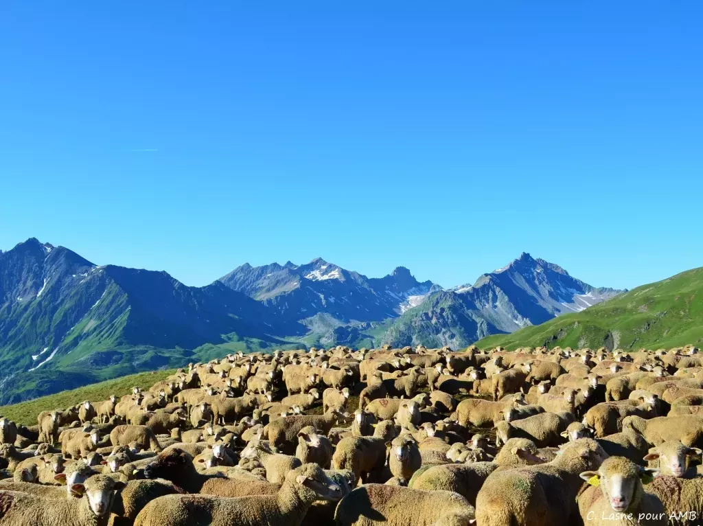 media-library9o5u7vmcj1972K35ROU