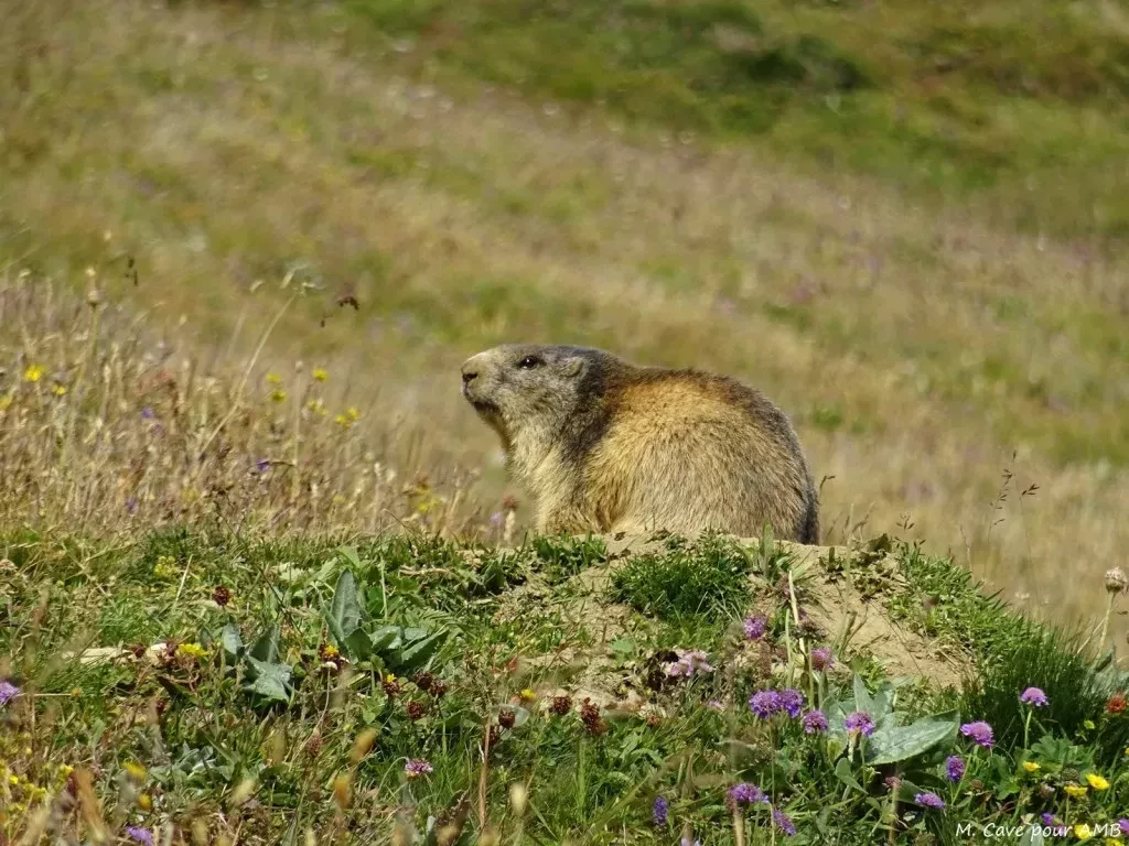 media-librarys9hnt56v2qb3981qGOV