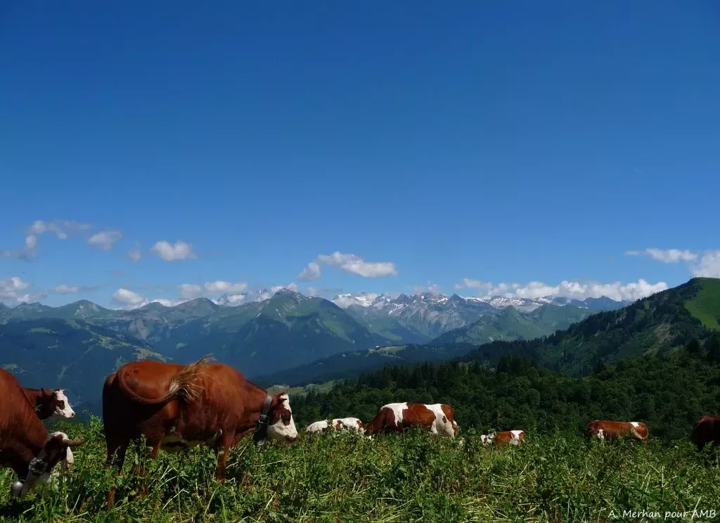 media-libraryfm6bvqma17160djaLeT