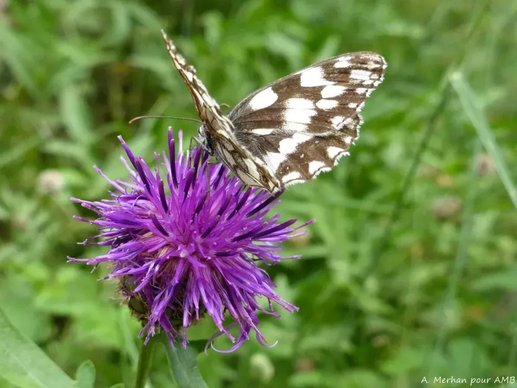 media-libraryoqghsmv6bfonbyNyncV