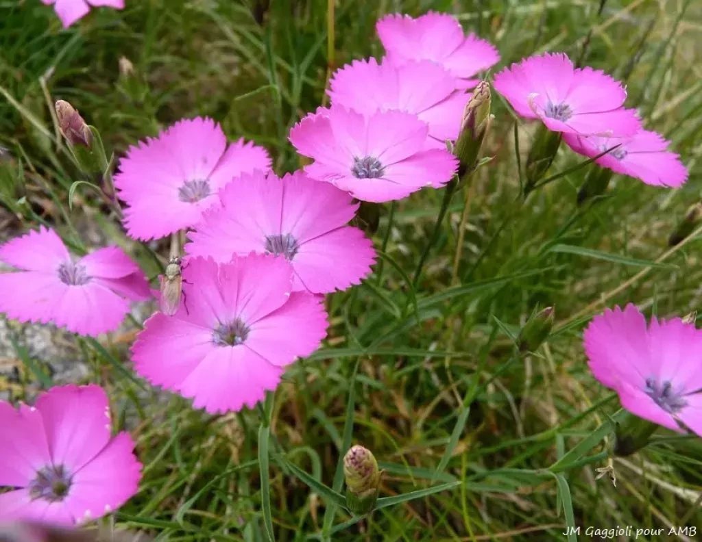 media-libraryf0kpqtkgm3ib4PmPycT