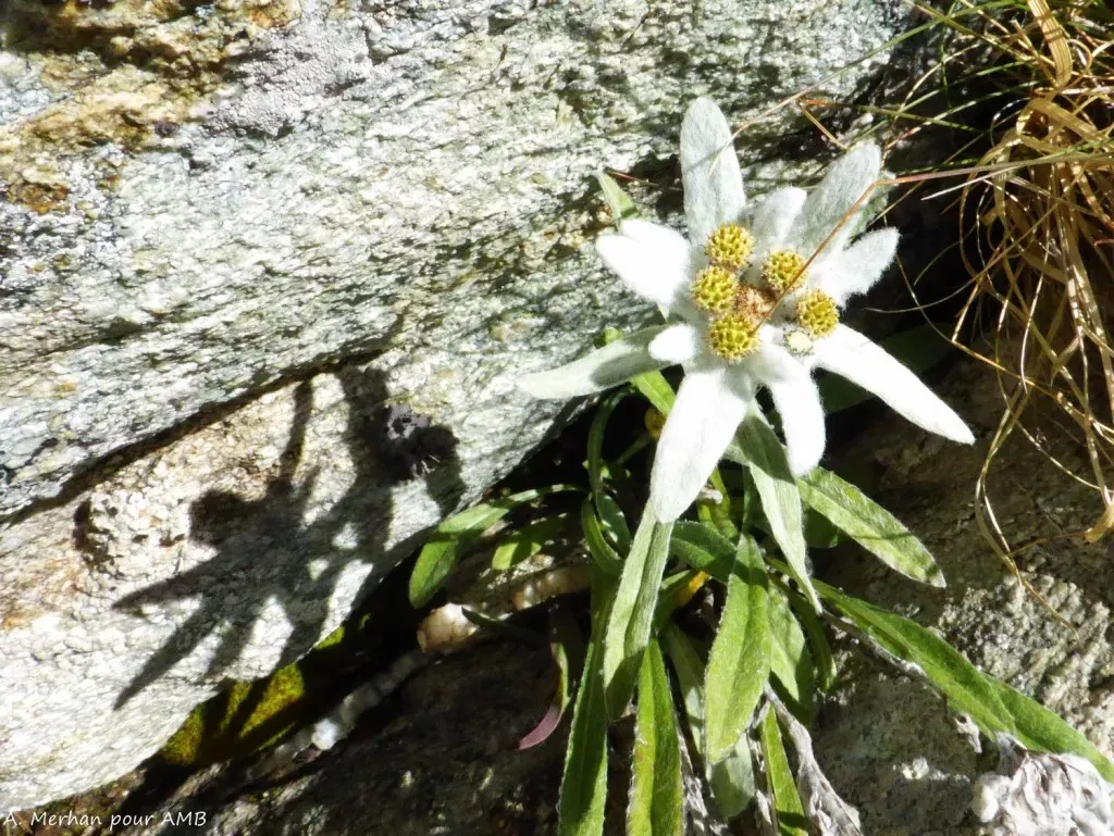 media-librarygla63go67vdu56FVm7S