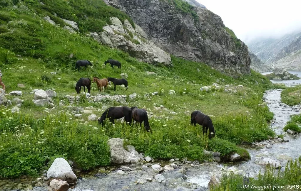 media-libraryfklvmiduvosubQxgPBT