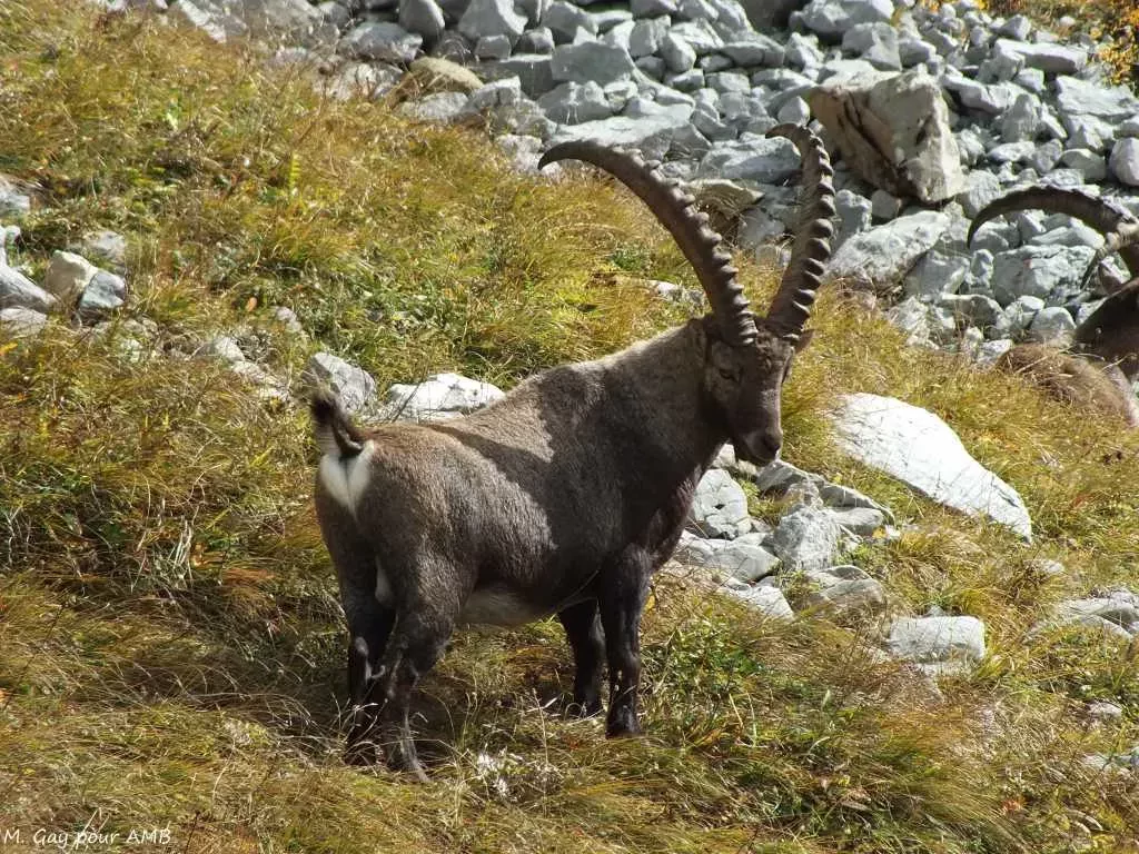 media-library65f7np06qqke9caeC9U