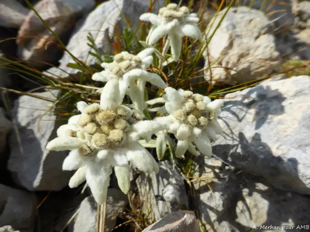 media-librarybes53bidhp9l0esgVGT