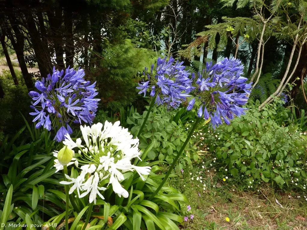 media-librarylhogfi0lu5jufof1q9U