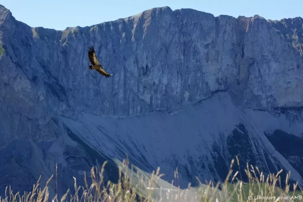 media-libraryfj6nr7kvef958OarWMT