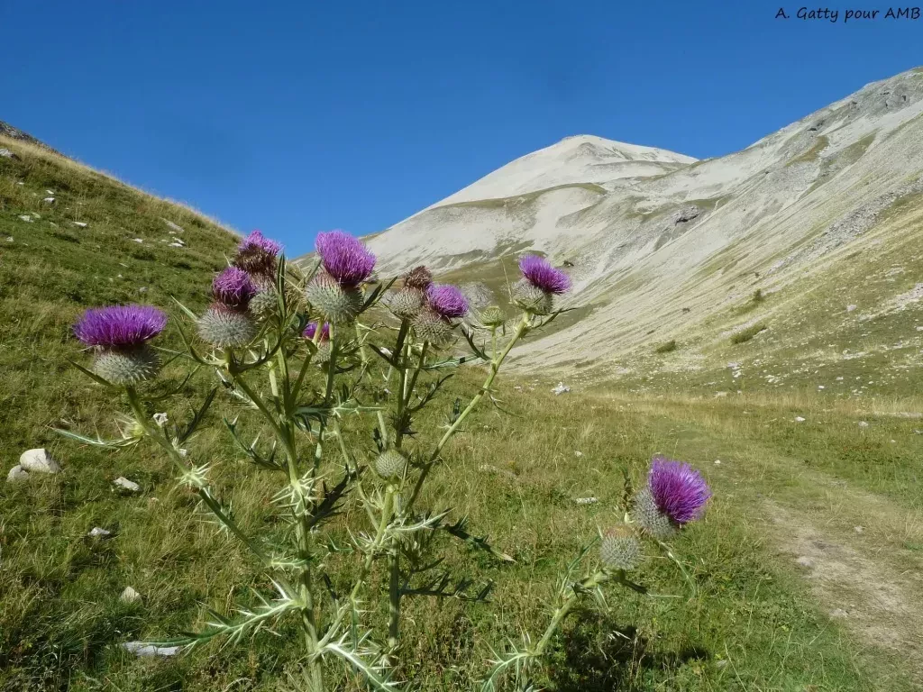 media-librarydll0mrtatatn6OA6opW