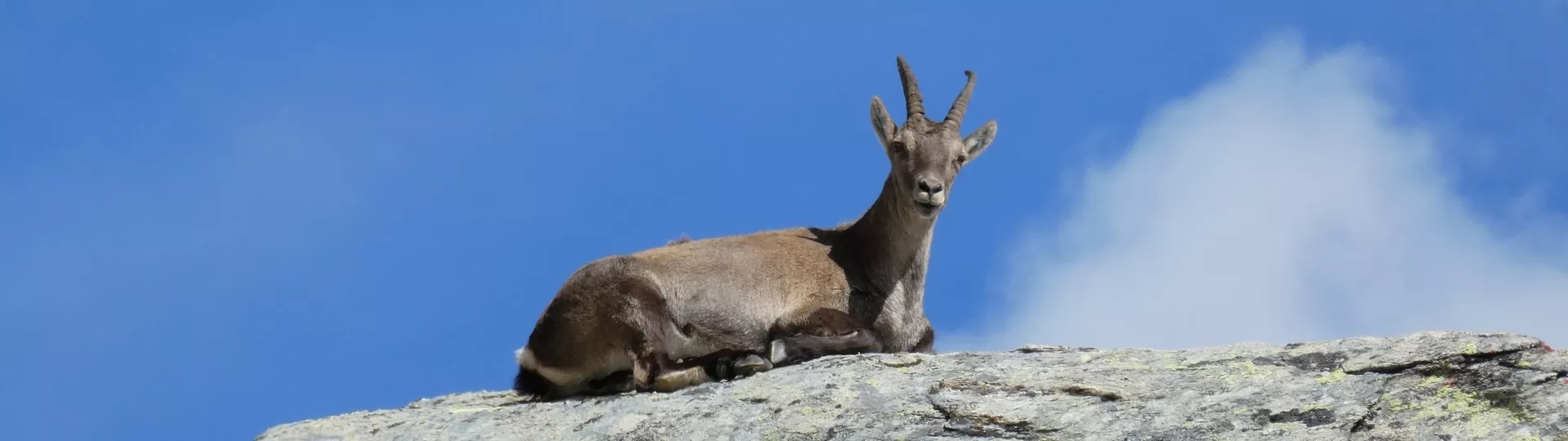 Chamois: information about this typical animal of the Dolomites.