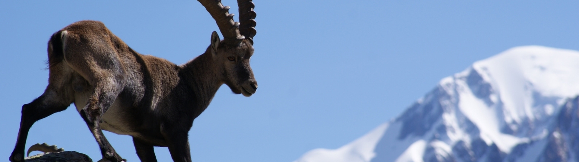 Tour du Mont Blanc  Trail Running Trip with Vagabond Trails