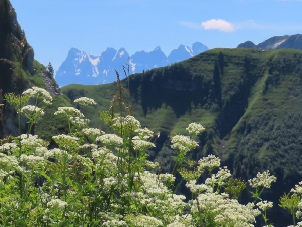 PANORAMA DE MORZINE en Liberté